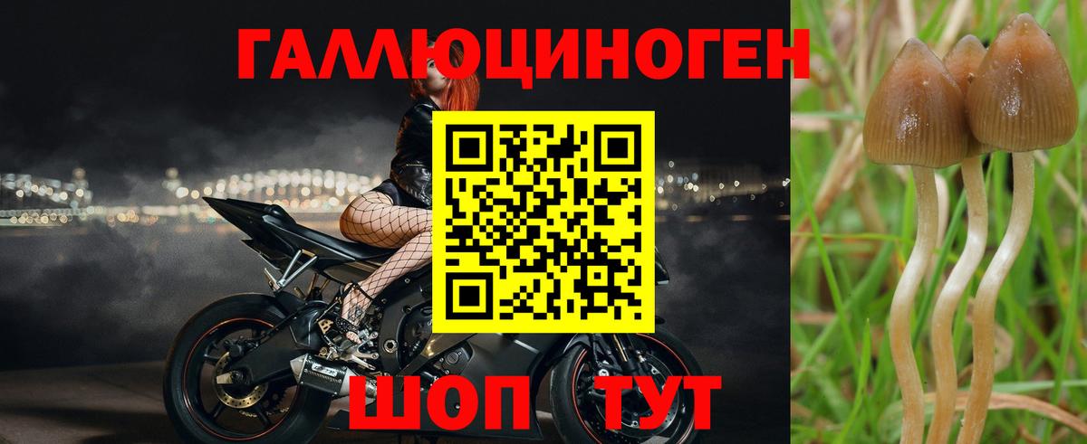 Галлюциногенные грибы Psilocybine cubensis  Псилоцибиновые грибы MAGIC MUSHROOMS  Серов  Вход с VPN 